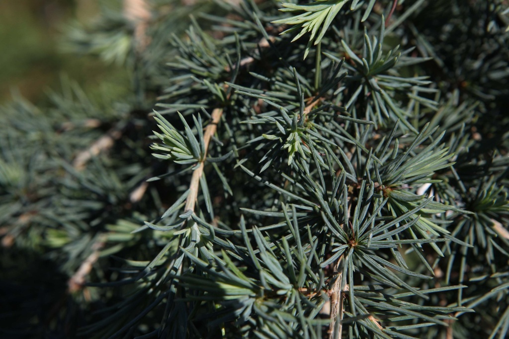CEDRUS DEODARA 'FEELIN' BLUE'