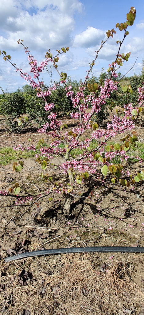 CERCIS SILIQUASTRUM HAUT-TIGE