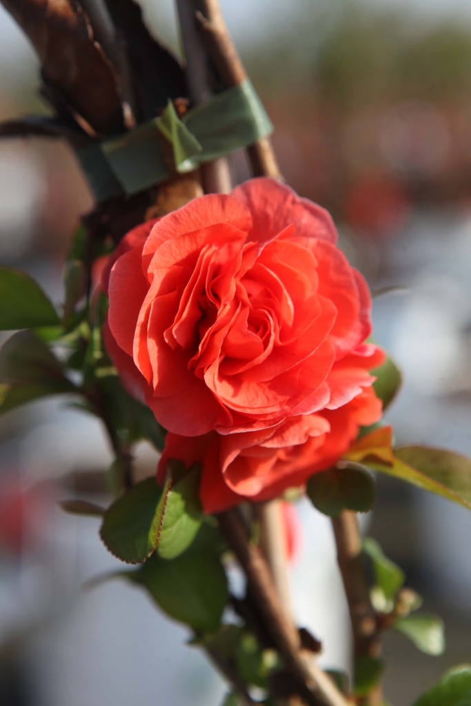 CHAENOMELES SPECIOSA PROVEN WINNERS® 'ORANGE STORM'