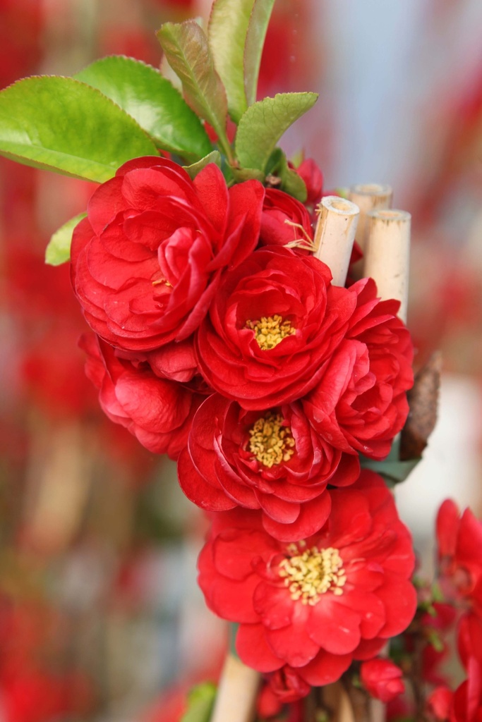 [CSSST125C] CHAENOMELES SPECIOSA PROVEN WINNERS® 'SCARLET STORM' (Pot, 125-150 cm)