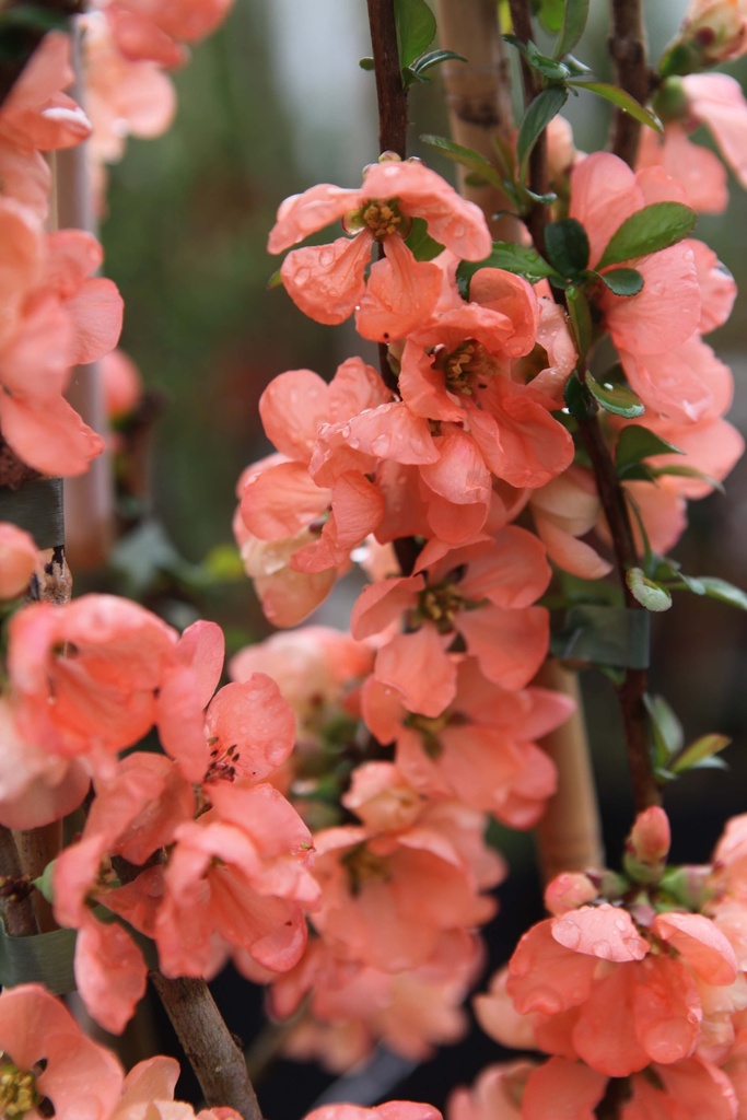 CHAENOMELES SUPERBA 'TEXAS SCARLET'