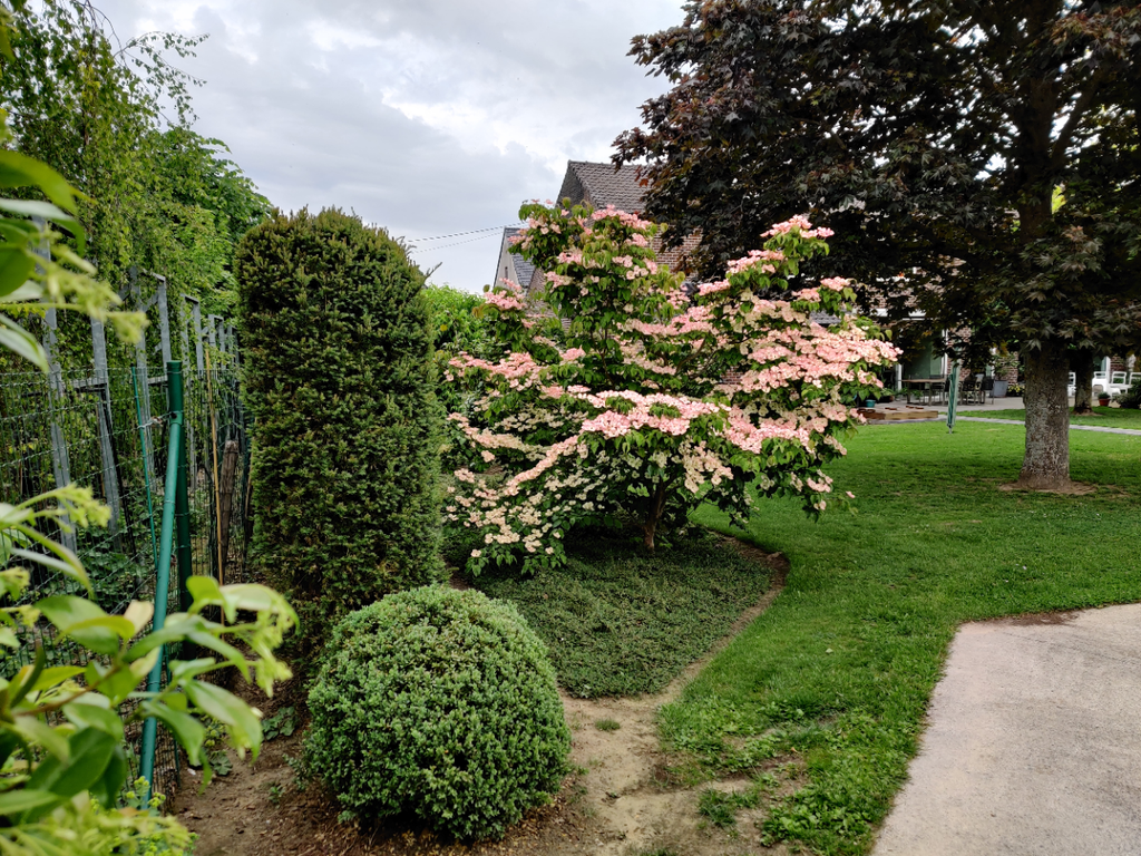 [CFRU60] CORNUS FLORIDA 'RUBRA' (Pot 10 liter, 60-80 cm)