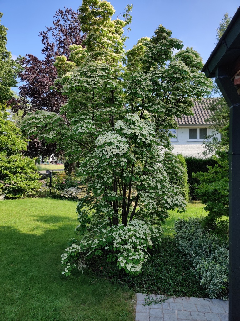 CORNUS KOUSA 'CHINENSIS'