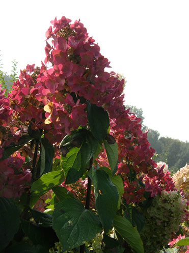 [HPMMI3] HYDRANGEA PANICULATA MEGA MINDY (Pot 3 litres, 40-50 cm)