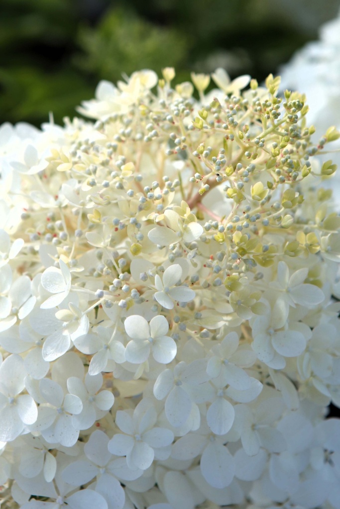 HYDRANGEA PANICULATA 'PHANTOM'