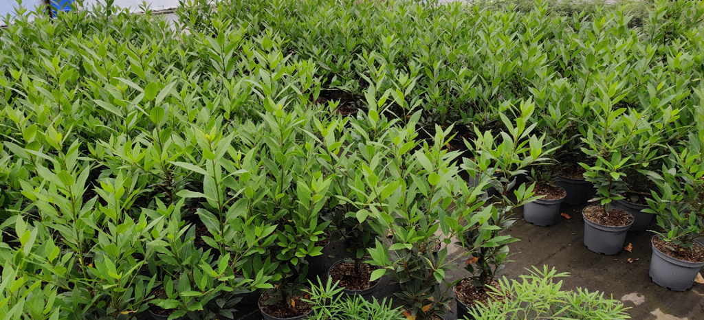 LAURUS NOBILIS DEMI-TIGE