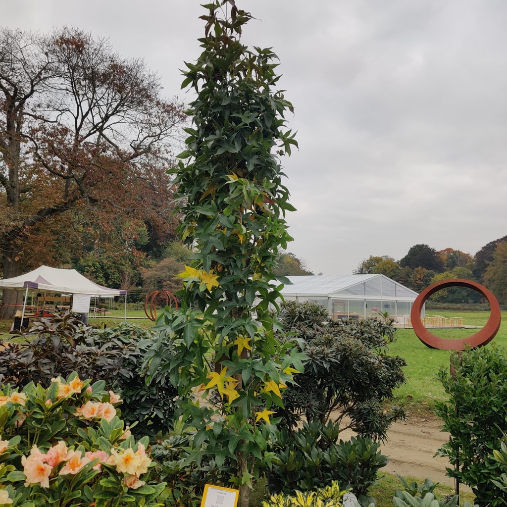 LIQUIDAMBAR STYRACIFLUA 'SLENDER SILHOUETTE' BALIVEAU