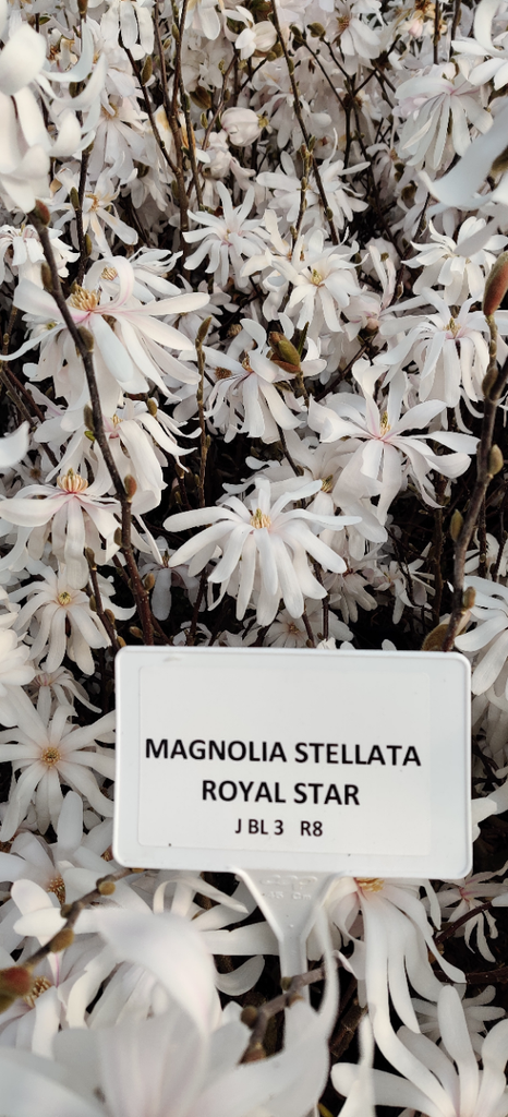 MAGNOLIA STELLATA 'ROYAL STAR'