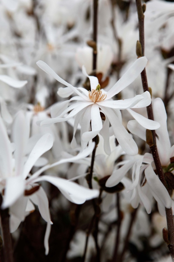 [MSRST100C] MAGNOLIA STELLATA 'ROYAL STAR' (Pot, 100-125 cm)