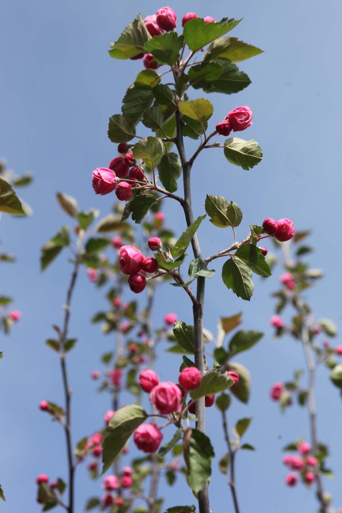 MALUS 'BRANDY MAGIC'