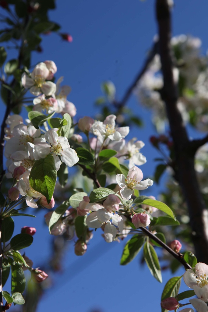 [MEV100C] MALUS EVERESTE® (Pot, 100-125 cm)