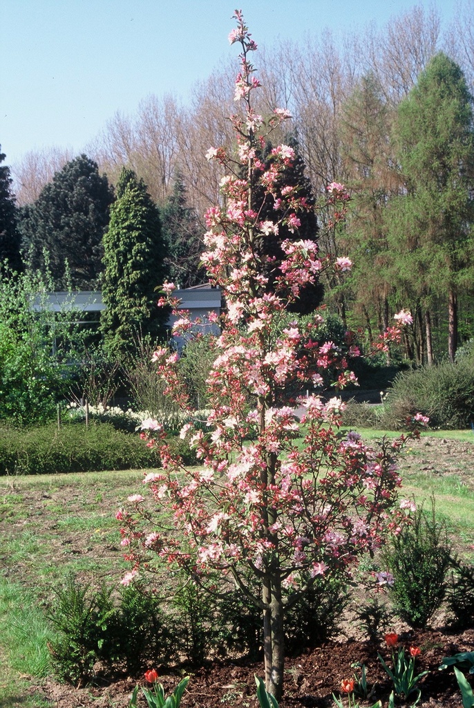 MALUS 'RED OBELISK®' BALIVEAU