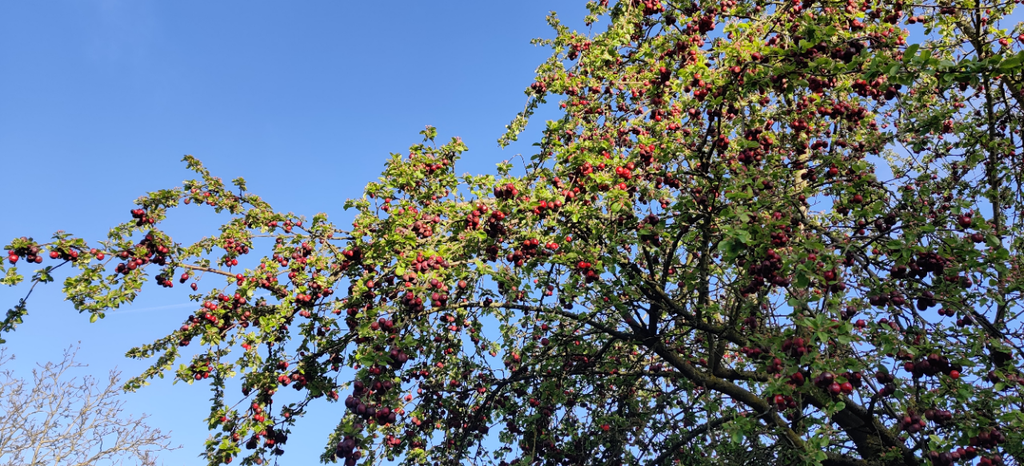 MALUS 'RED SENTINEL' BALIVEAU