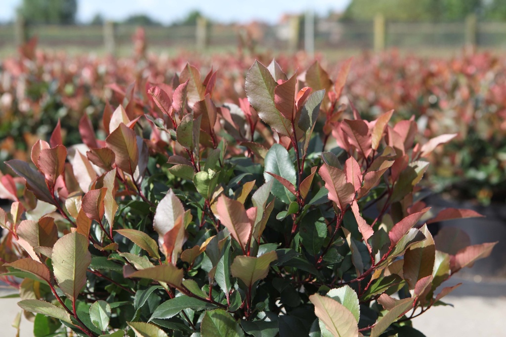 PHOTINIA FRASERI 'LITTLE RED ROBIN'