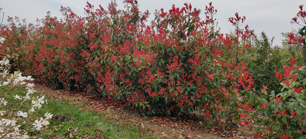 PHOTINIA FRASERI 'RED ROBIN' DEMI-TIGE 140 CM