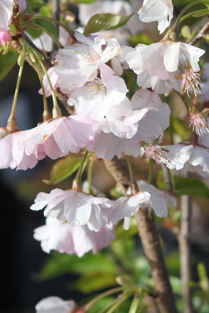 PRUNUS 'ACCOLADE'