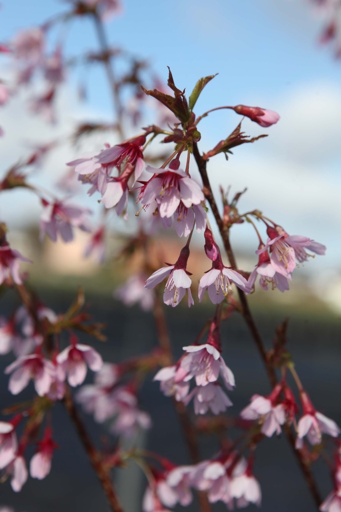 PRUNUS 'OKAME'