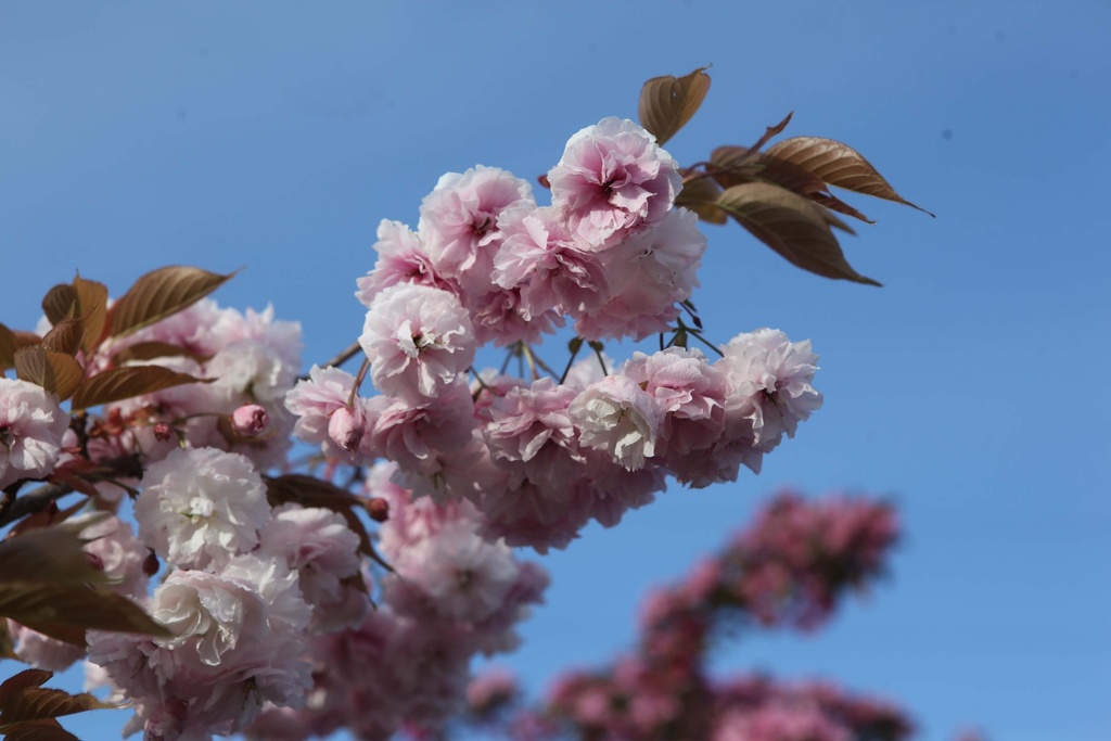 PRUNUS SERRULATA 'SHIROFUGEN'