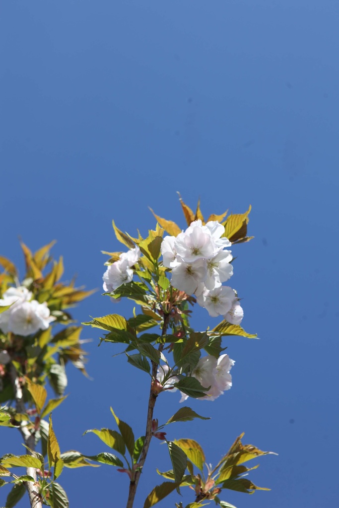PRUNUS SERRULATA 'SUNSET BOULEVARD'