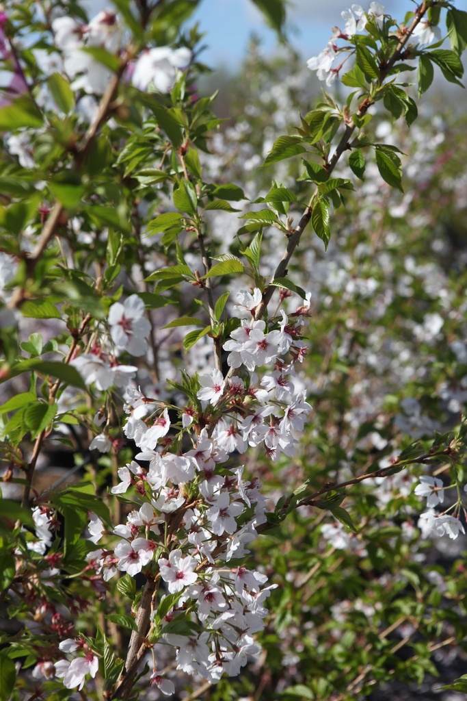 PRUNUS YEDOENSIS