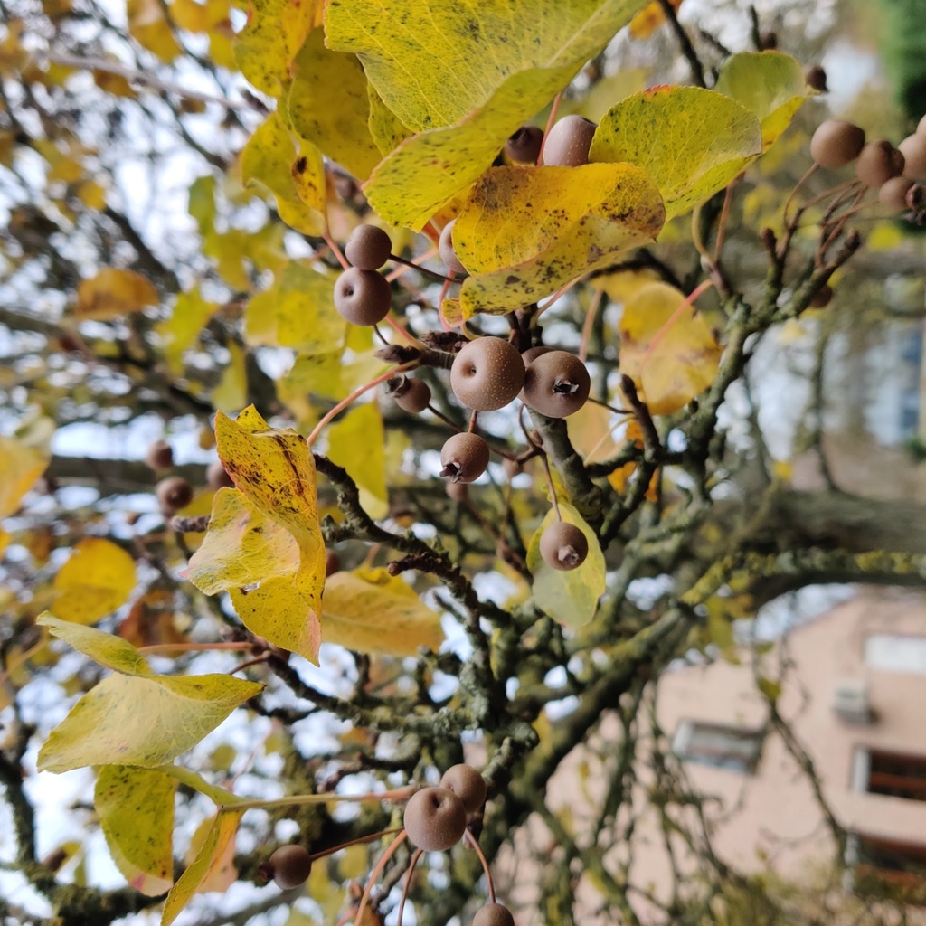 PYRUS CALLERYANA 'CHANTICLEER'