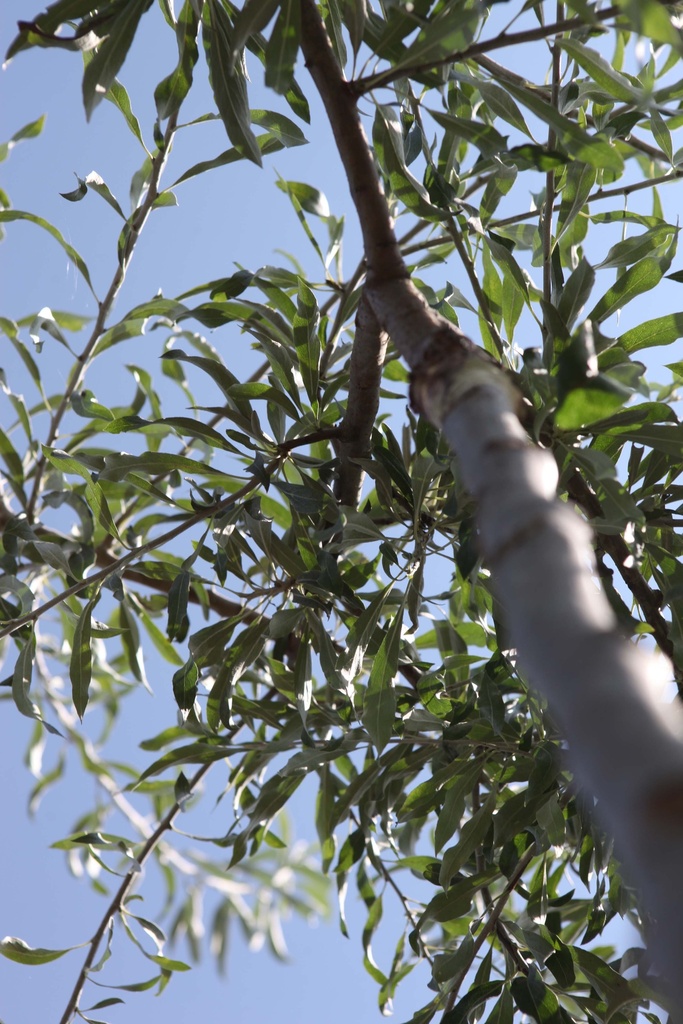 [PSPEN175] PYRUS SALICIFOLIA 'PENDULA' (Pot, 175-200 cm)