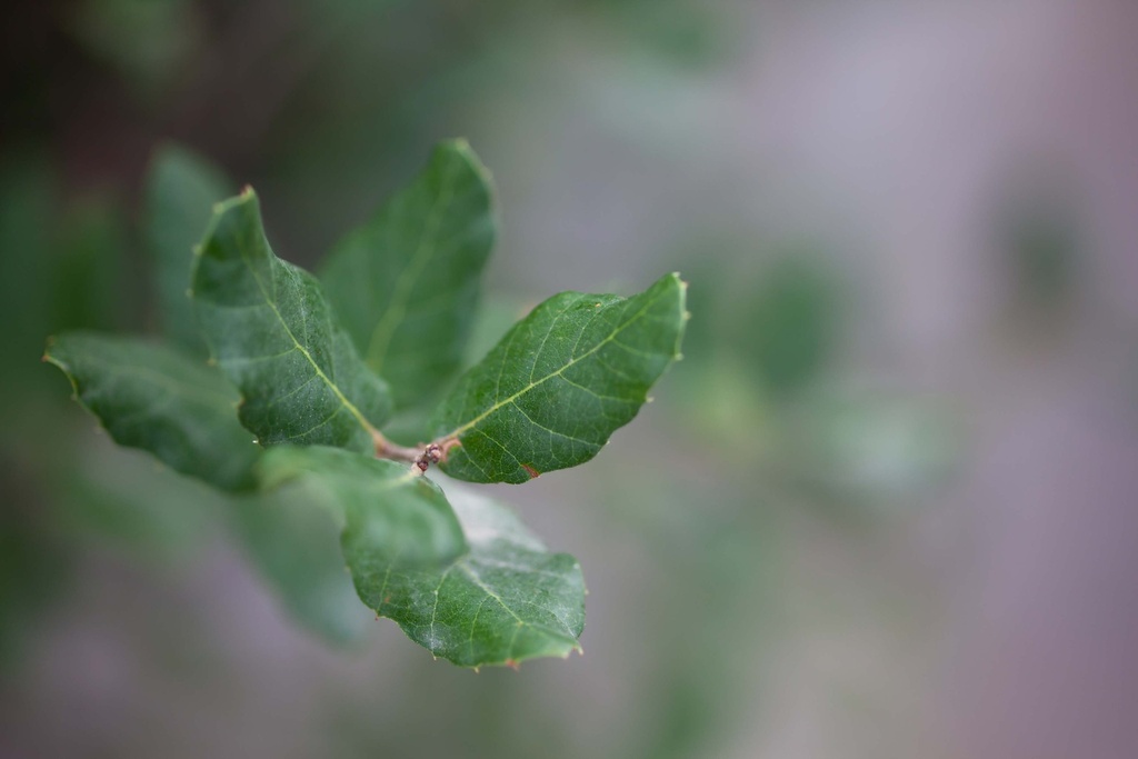 [QSU150C] QUERCUS SUBER (Pot, 150-175 cm)