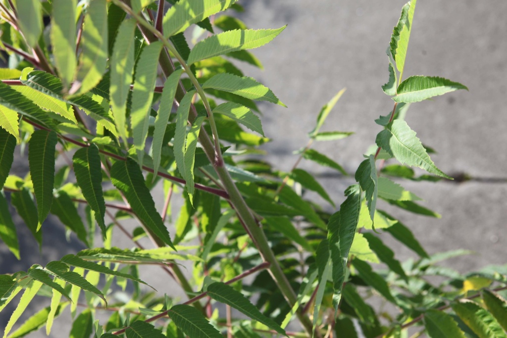 [RTDI100C15] RHUS TYPHINA 'DISSECTA' (Pot 15 liter, 100-125 cm)