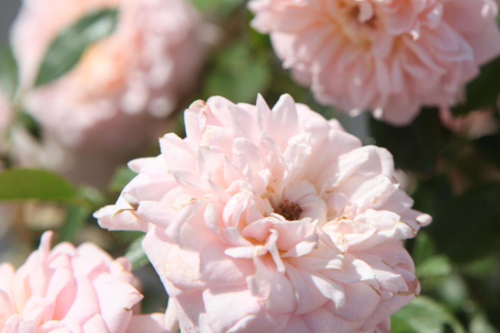 [RCICC] ROSA 'CICERO® (BONICA)' (Pot, 100 cm stam)