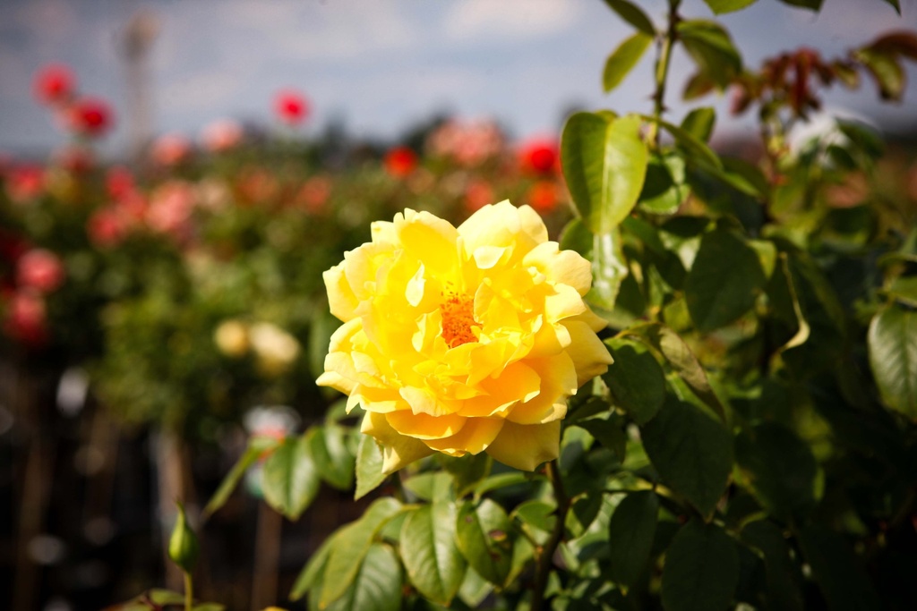 [xx] ROSA 'GOLDSTAR' (Pot, 100 cm stam)