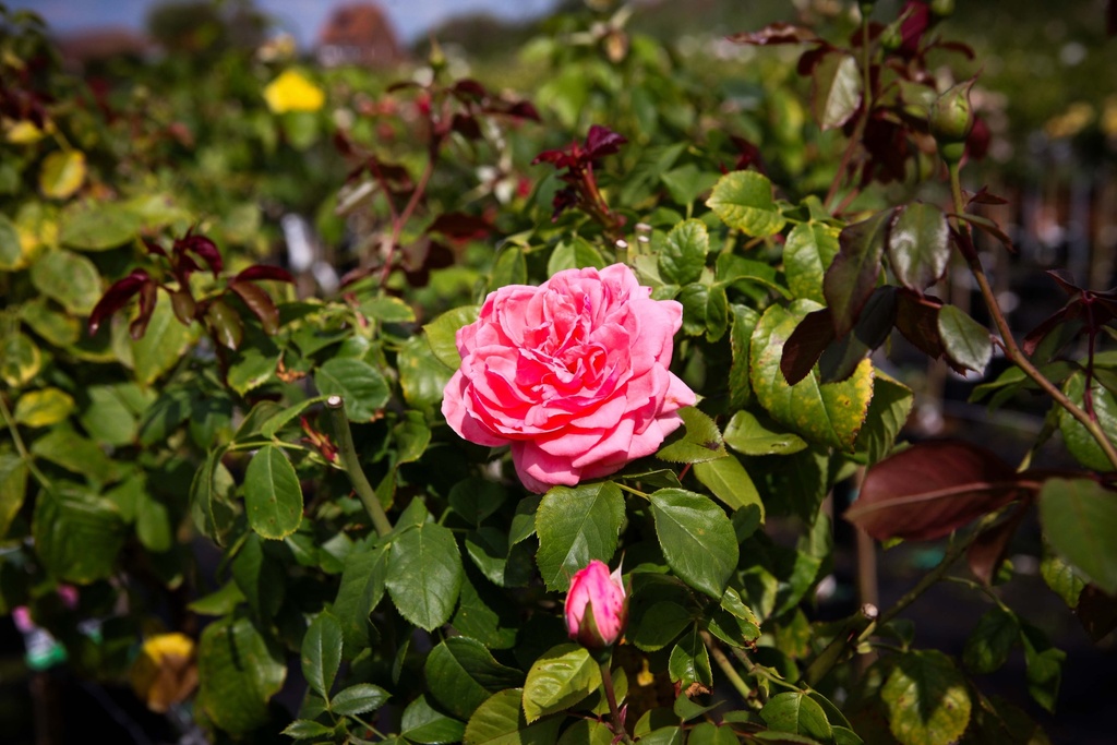 ROSA 'KIMONO'