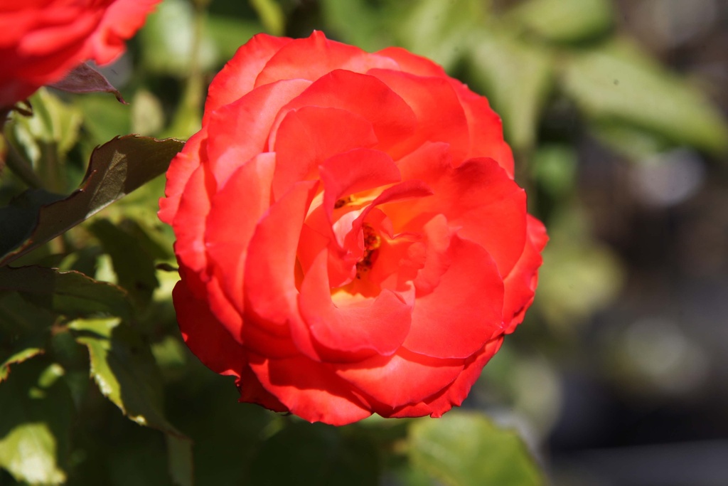 ROSA 'MARIEKEN'
