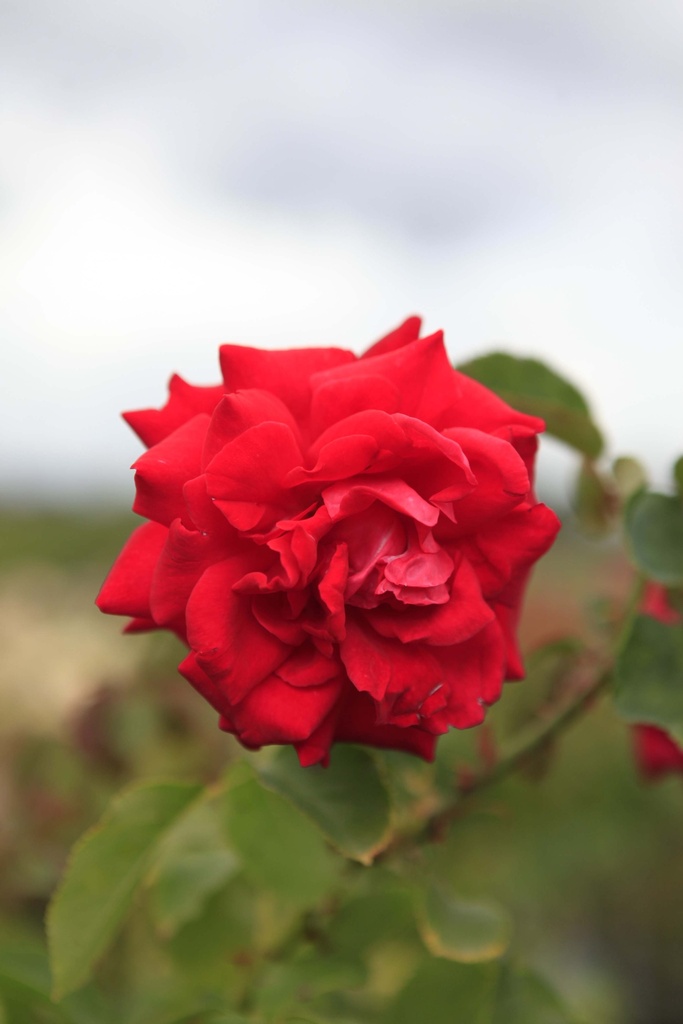 [RNWEH] ROSA 'NINA WEIBULL' (Pot, 100 cm stam)