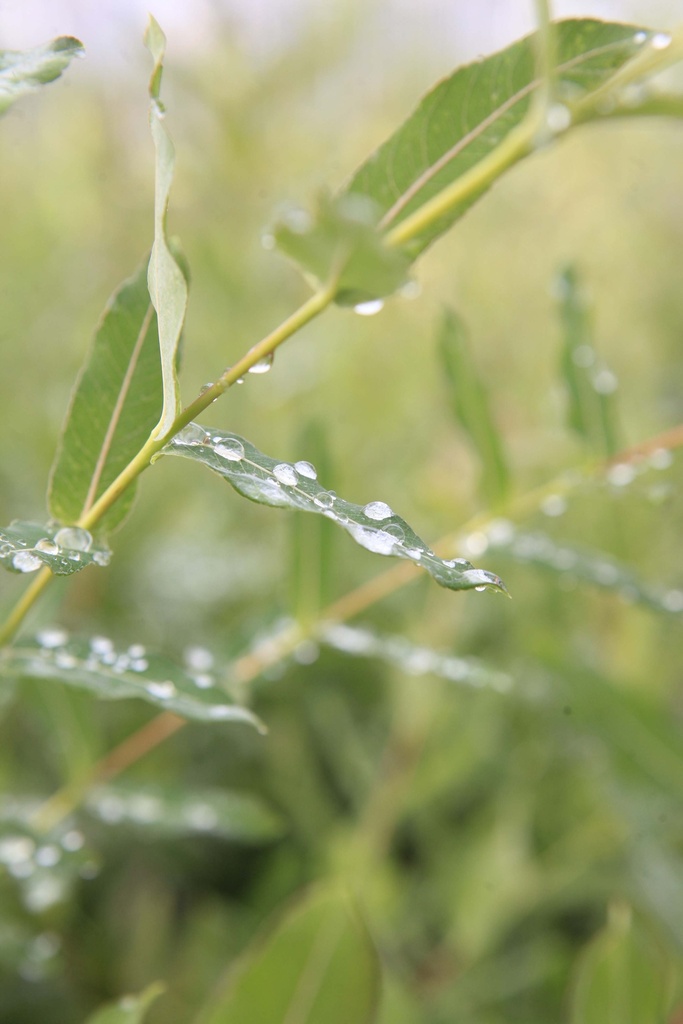 [SIHNIC] SALIX INTEGRA 'HAKURO-NISHIKI' (Pot, 100 cm stam)