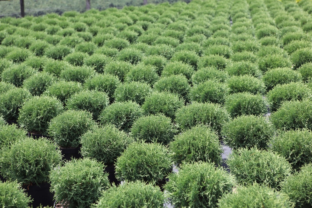 THUJA OCCIDENTALIS 'TINY TIM'