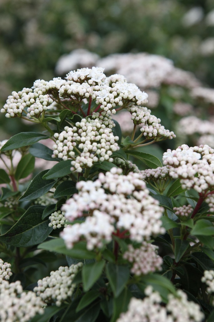 VIBURNUM TINUS 'EVE PRICE' BOULE
