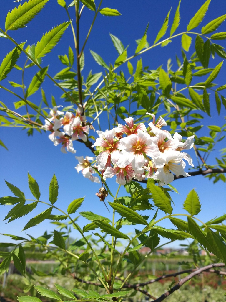 XANTHOCERAS SORBIFOLIUM