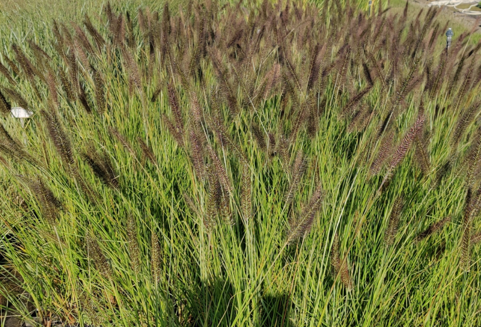 [xx] PENNISETUM ALOPECUROIDES 'MOUDRY' (Pot 3 litres)