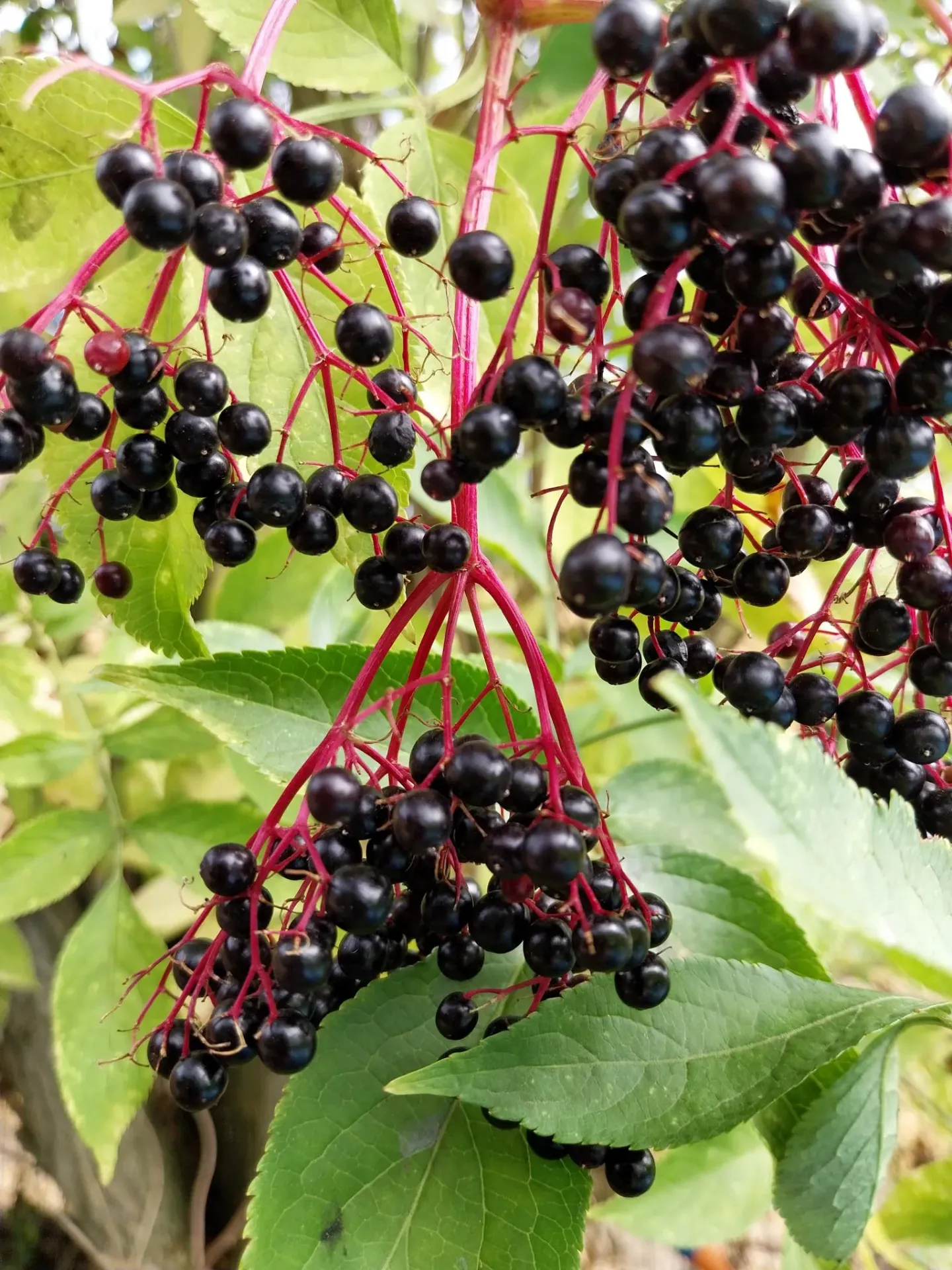 [SNI3] SAMBUCUS NIGRA (Blote wortel, 80-100 cm)