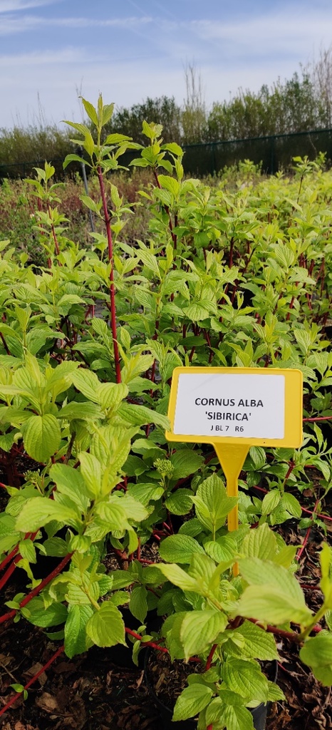 [CASI3] CORNUS ALBA 'SIBERICA' (Racines nues, 60-100 cm)
