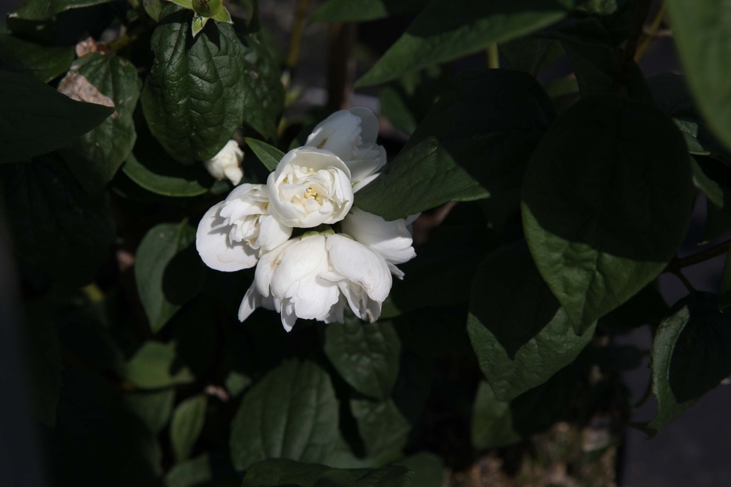 PHILADELPHUS 'VIRGINAL'