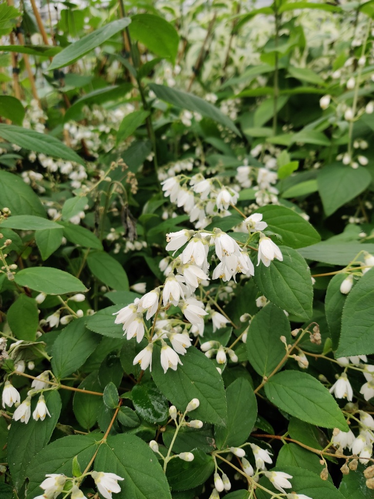 [DMA3] DEUTZIA MAGNIFICA (Racines nues, 60-100 cm)