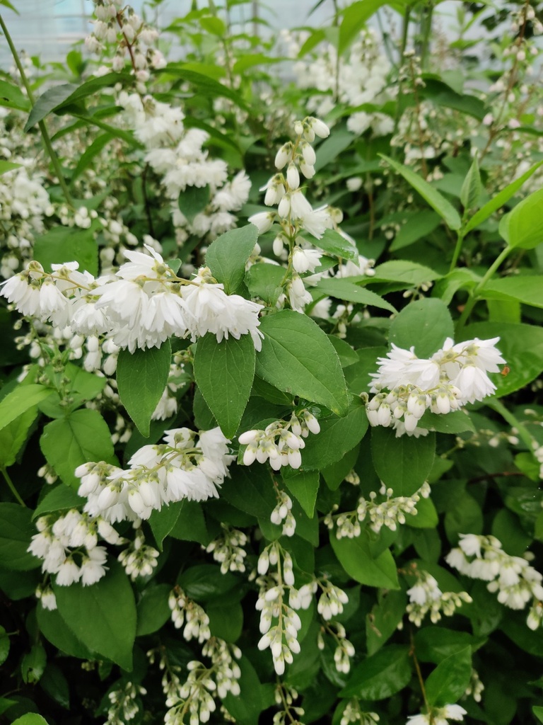 [DSPRO3] DEUTZIA CRENATA 'PRIDE OF ROCHESTER' (Blote wortel)