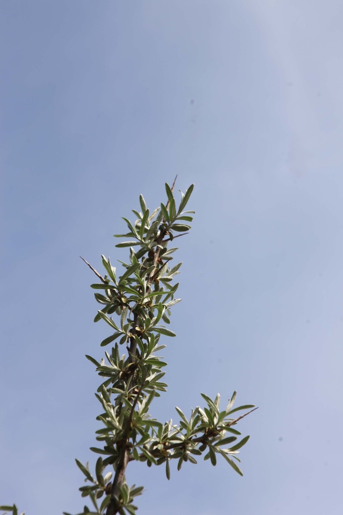 [HRH3] HIPPOPHAE RHAMNOIDES (Blote wortel, 60-100 cm)