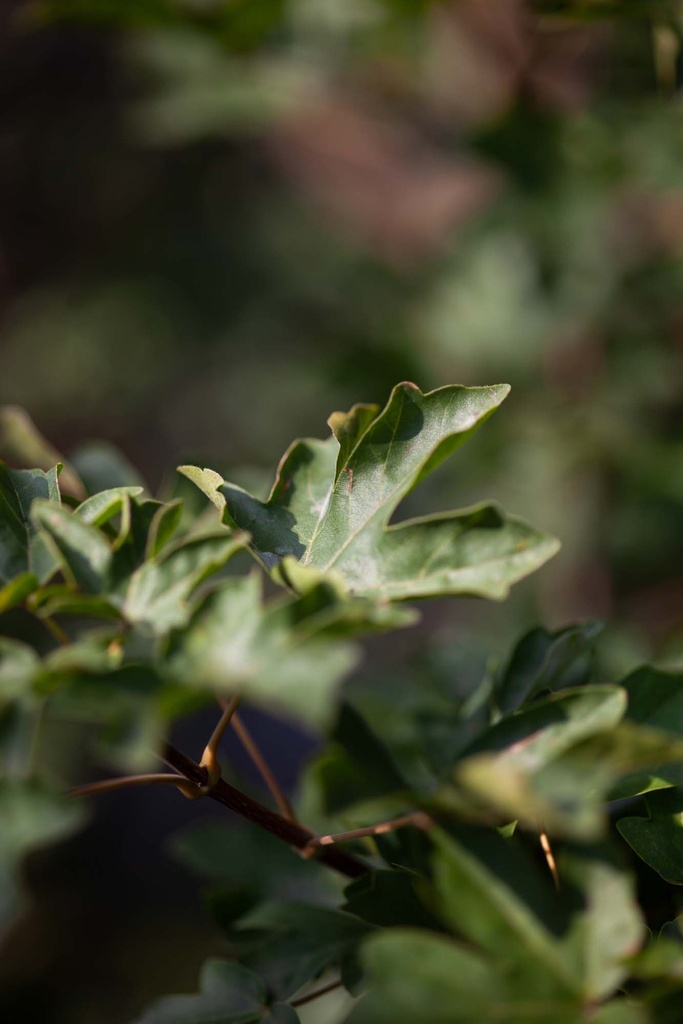 [ACA3] ACER CAMPESTRE (Blote wortel, 80-120 cm)