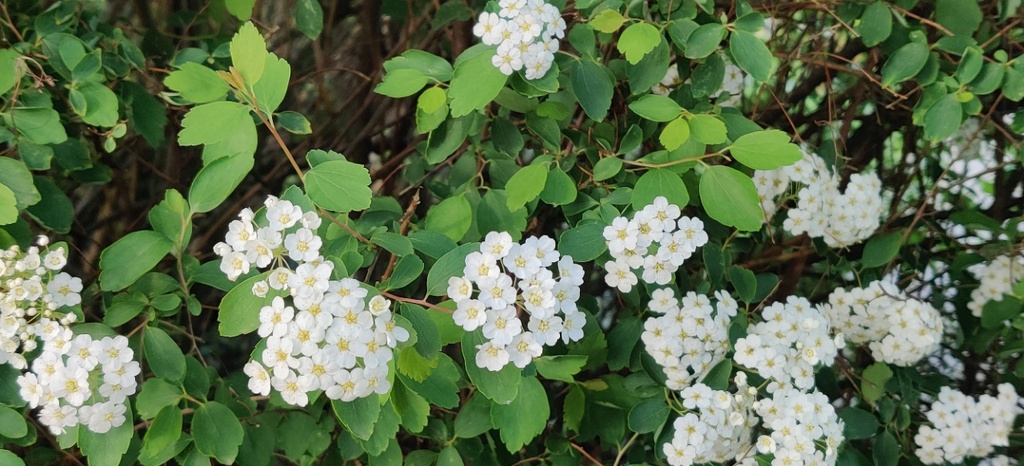 [SVA3] SPIRAEA VANHOUTTEI (Racines nues, 60-100 cm)
