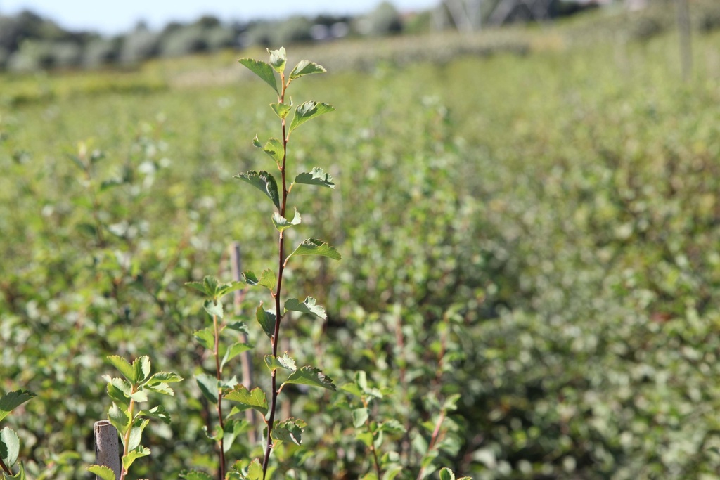 [SVA3] SPIRAEA VANHOUTTEI (Racines nues, 60-100 cm)