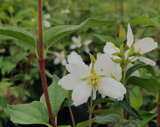 [PAVA3] PHILADELPHUS 'AVALANCHE' (Racines nues, 60-80 cm)