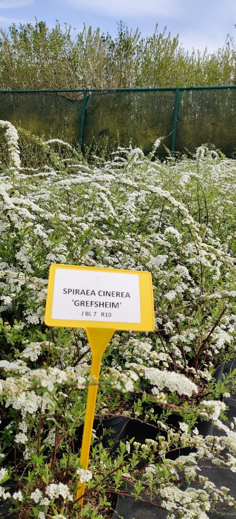 [SCGR3] SPIRAEA CINEREA 'GREFSHEIM' (Racines nues, 40-60 cm)