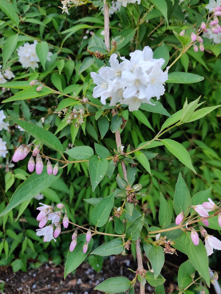 [DPKA3] DEUTZIA PURPURASCENS 'KALMIIFLORA' (Racines nues, 80-100 cm)